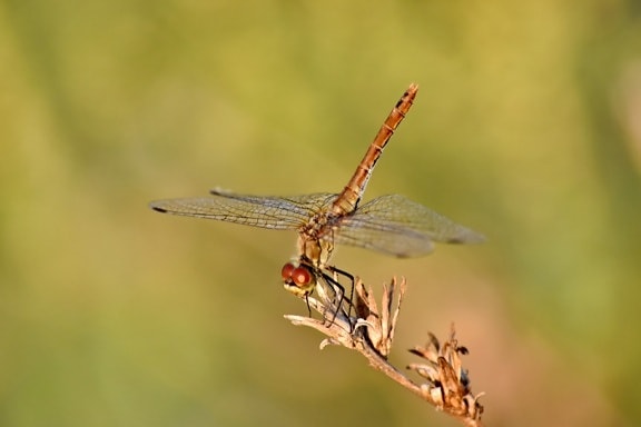 animal, beautiful photo, biology, details, dragonfly, environment, insect, outdoors, arthropod, invertebrate