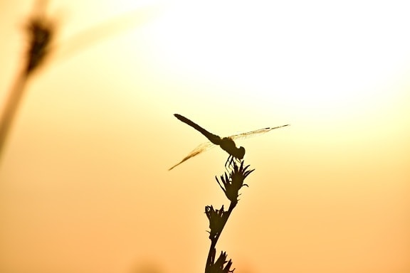 dragonfly, lacewing, shadow, silhouette, sunset, nature, dawn, wildlife, outdoors, backlight