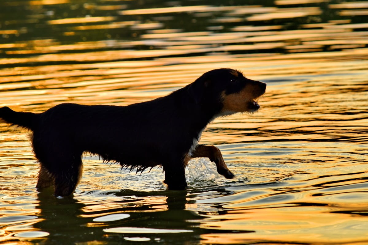purebred, solnedgang, vand, dyr, hund, jagthund, kæledyr, refleksion, søen, floden
