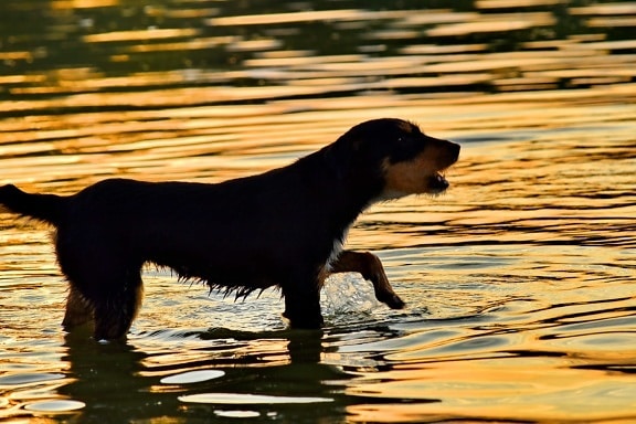 diertjes, zonsondergang, water, dier, hond, jachthond, huisdier, reflectie, meer, rivier