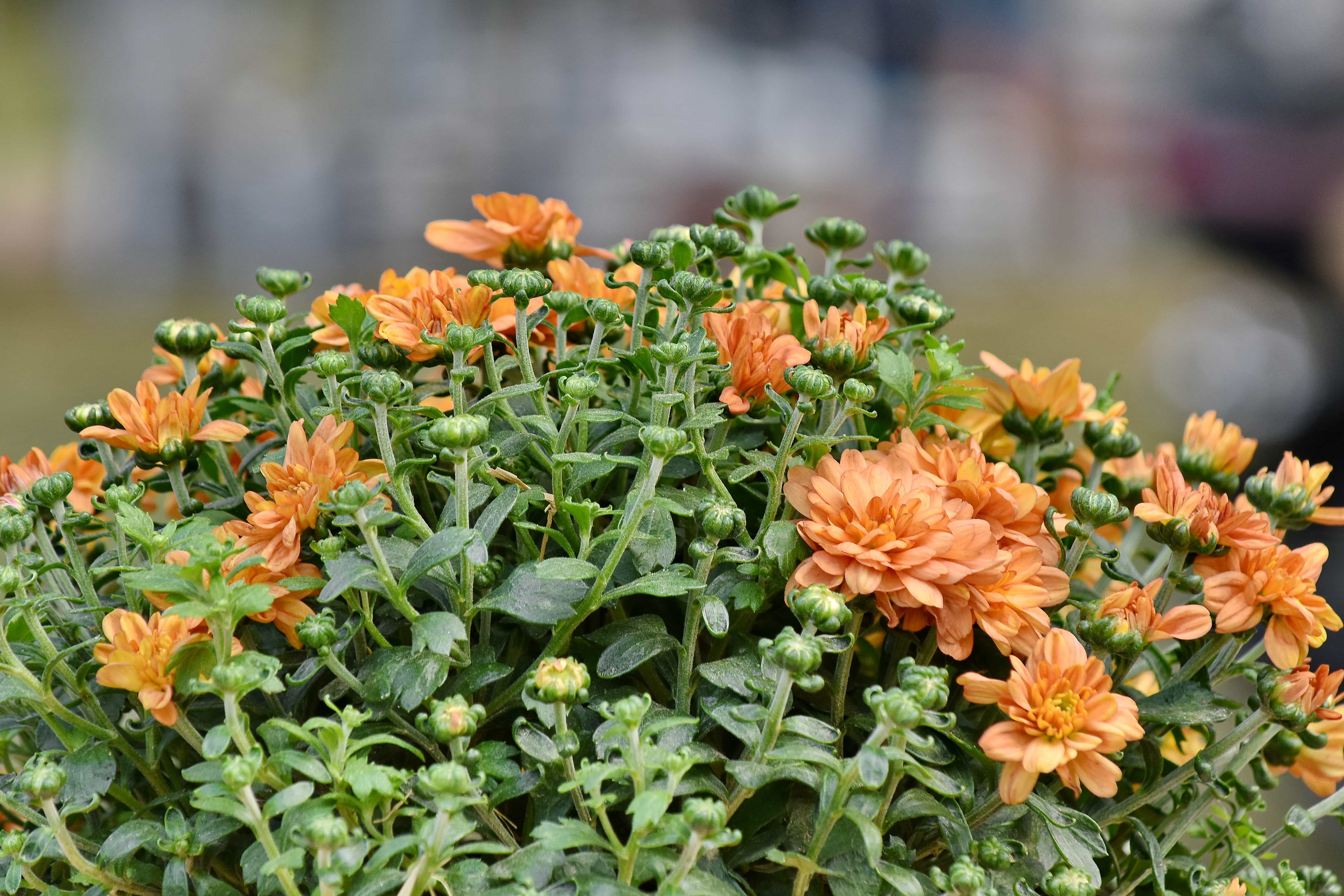 Imagine Gratuită Blur Buchet Flori Portocaliu Galben Floare