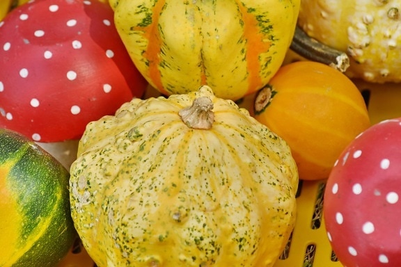 menghasilkan, labu, musim gugur, sayur, panen, labu, Kesehatan, nutrisi, Halloween, lezat