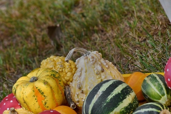 pumpkin, squash, food, vegetable, nature, season, outdoors, leaf, agriculture, farming