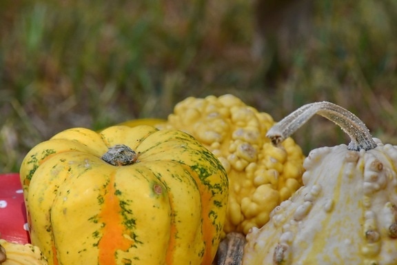 close-up, colorful, pumpkin, autumn, food, harvest, vegetable, produce, nature, leaf