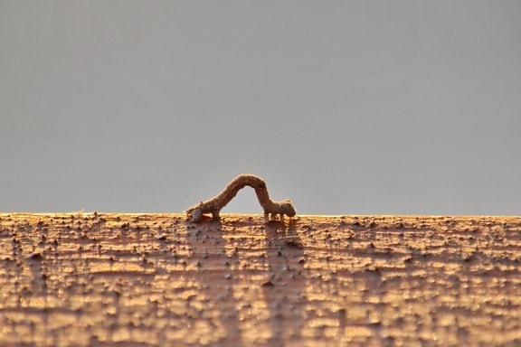 insect, larva, light brown, worm, nature, wood, wildlife, outdoors, animal, tree