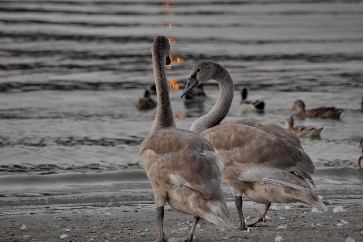 aquatic bird, gray, impressive, sunset, swan, young, feather, water, bird, wildlife