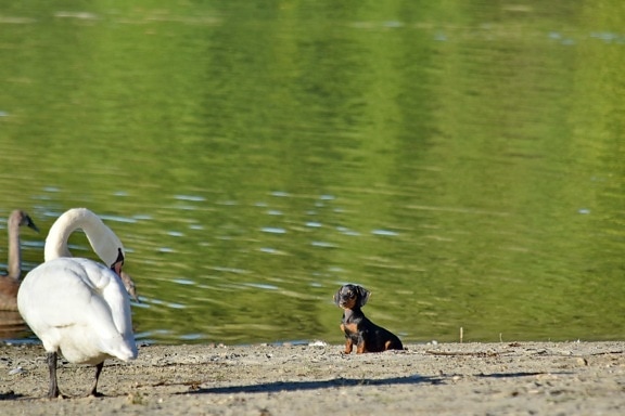 adorable, buscando, cachorro, cisne, agua, Lago, pájaro, Río, naturaleza, animal