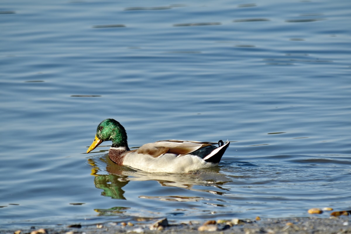 šareno, divlja patka, plivanje, patka, ptica patka, ptice vodarice, pero, jezero, divlje, biljni i životinjski svijet