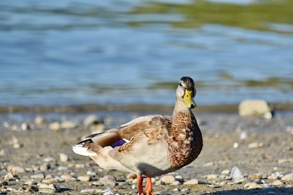 beach, mallard, side view, water, waterfowl, nature, feather, duck bird, bird, duck