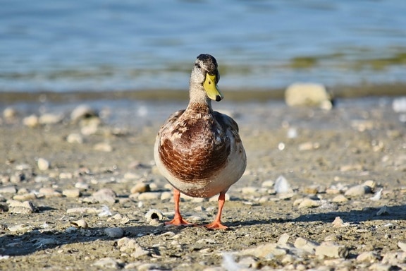 coastline, ducks, frontal, mallard, ornithology, pebbles, bird, nature, waterfowl, duck
