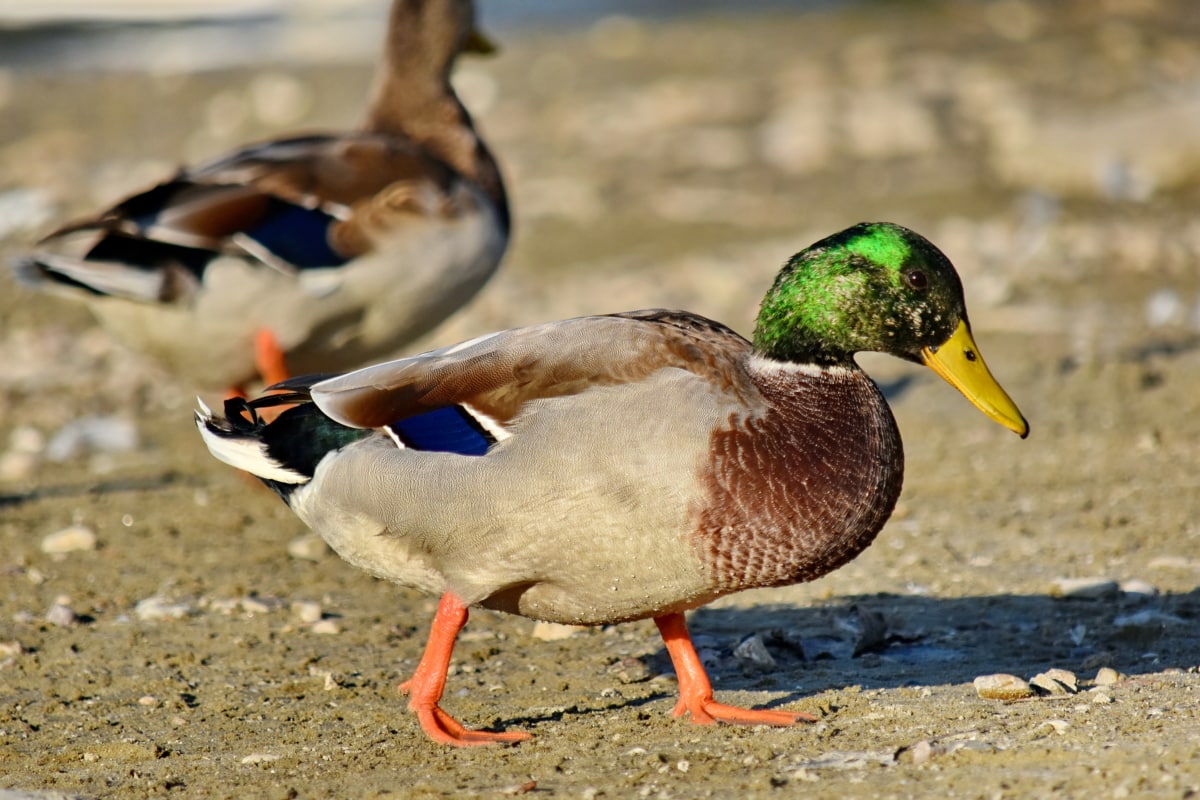 beautiful, colorful, ducks, flock, mallard, feather, wildlife, duck, beak, duck bird