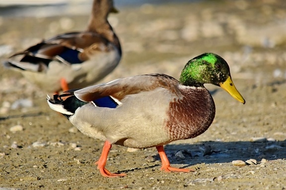 Free picture: beautiful image, mallard, portrait, sand, side view ...