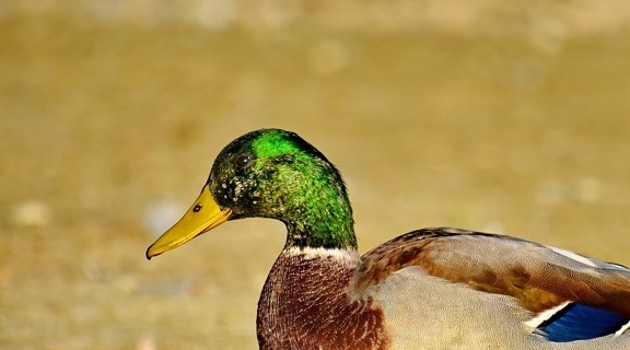beak, close-up, colorful, head, mallard, nature, wing, waterfowl, wild, duck bird
