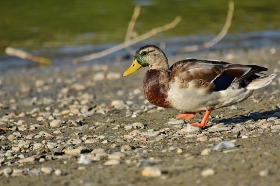 beach, mallard, pebbles, shorebird, nature, wildlife, bird, duck, duck bird, lake