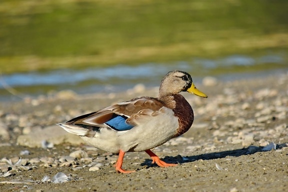 beach, mallard, natural habitat, side view, walking, duck, duck bird, wildlife, feather, bird