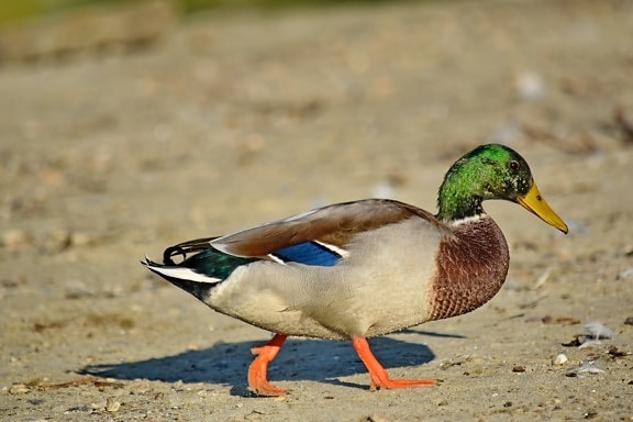 Free picture: beautiful image, mallard, portrait, sand, side view ...