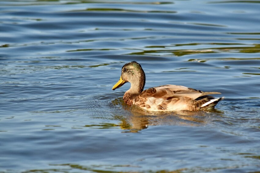 Free picture: duck, side view, swimming, tail, bird, mallard, water ...