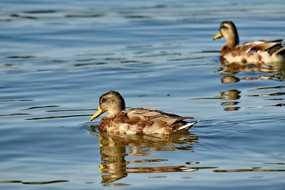 reflection, sunrays, wildlife, water, mallard, duck, waterfowl, feather, bird, duck bird