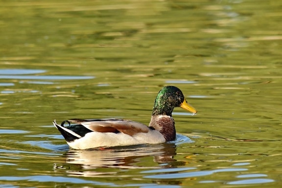 colorful, duck, mallard, natural habitat, sunset, waterfowl, lake, feather, duck bird, bird