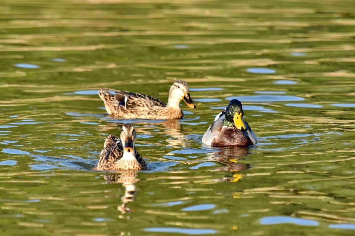 patke, jato, ljetna sezona, zajedno, voda, ptica, biljni i životinjski svijet, ptica patka, patka, vodena ptica