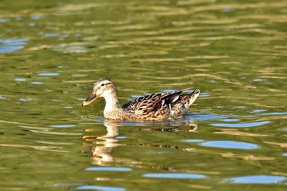 duck, natural habitat, ornithology, swimming, bird, water, wildlife, pool, feather, duck bird