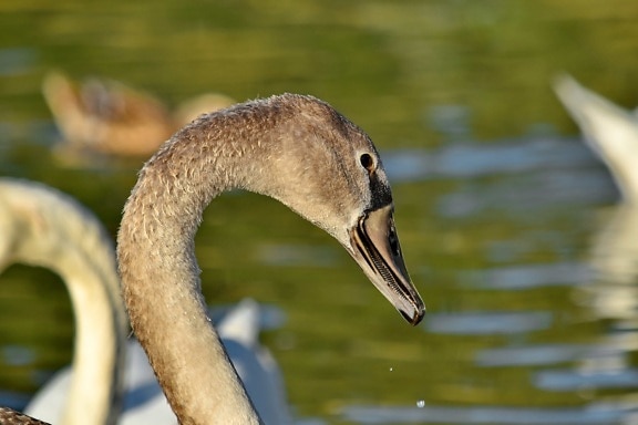 flock, movement, neck, swan, waterdrops, wildlife, aquatic bird, lake, bird, nature