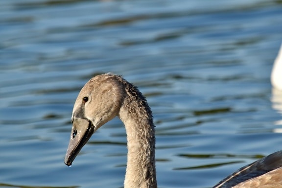 grey, head, swan, young, nature, wildlife, aquatic bird, water, swimming, bird