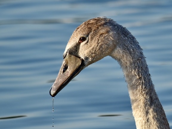 beautiful photo, eye, looking, neck, swan, waterdrops, young, nature, aquatic bird, wildlife