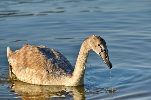 beak, grey, migration, swan, swimming, waterdrops, wildlife, waterfowl, nature, water
