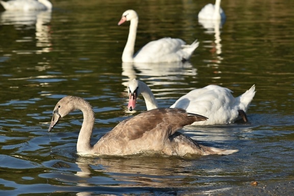 aquatic bird, flock, migration, swan, bird, water, lake, duck, waterfowl, wildlife
