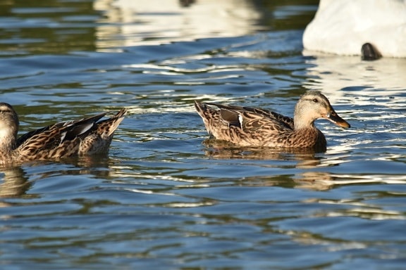 flock, waterfowl, wildlife, pool, mallard, swimming, bird, water, duck, duck bird