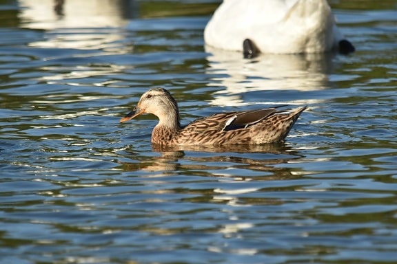 duck, nature, reflection, swimming, wildlife, water, feather, duck bird, bird, waterfowl