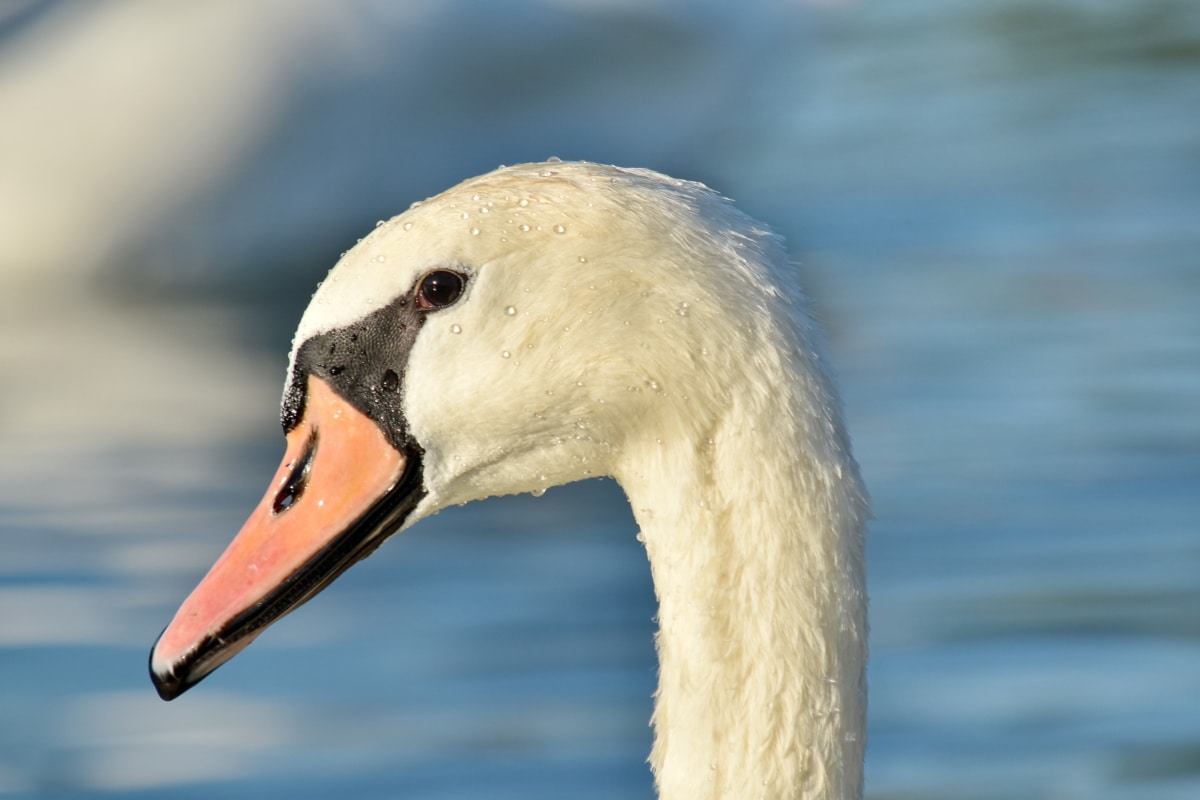 beautiful photo, free image, head, swan, waterdrops, bird, beak, wildlife, aquatic bird, seabird