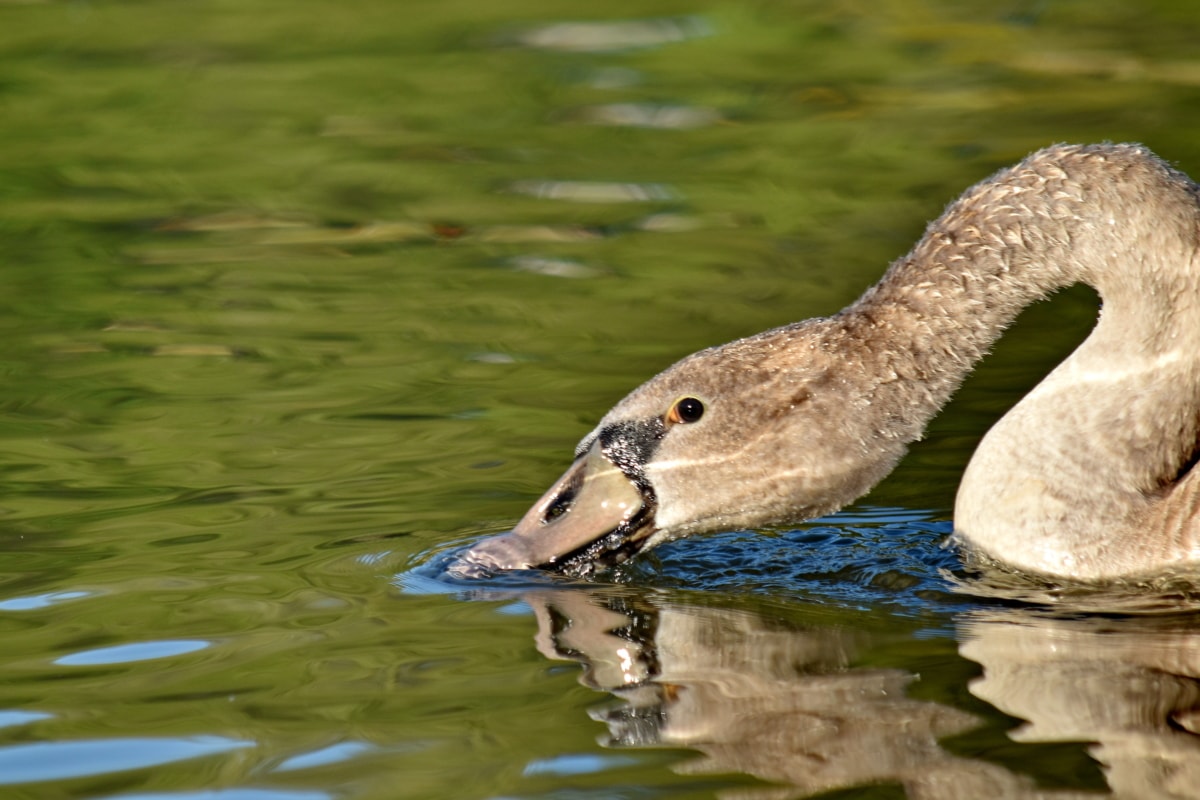 beak, beautiful image, close-up, head, swan, water, waterfowl, wildlife, lake, nature