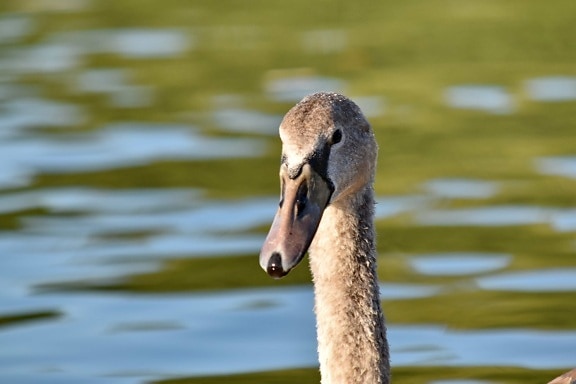 details, neck, swan, water, lake, bird, nature, wildlife, pelican, swimming