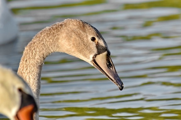 bird family, flock, swan, bird, wildlife, swimming, nature, lake, waterfowl, water