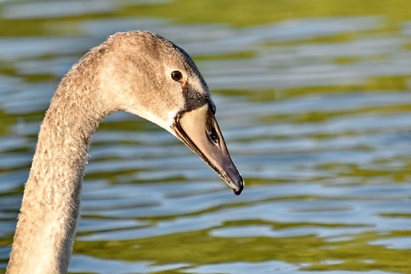 natural habitat, neck, swan, wildlife, young, bird, waterfowl, beak, aquatic bird, nature