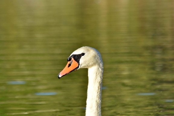 alone, bird, single, swan, aquatic bird, waterfowl, wildlife, nature, lake, water