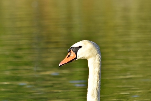 alone, bird, neck, swan, wildlife, nature, waterfowl, aquatic bird, beak, lake