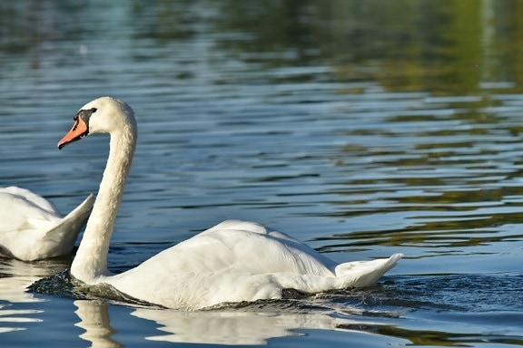 daylight, lakeside, swan, swimming, water level, wildlife, bird, water, nature, wading bird