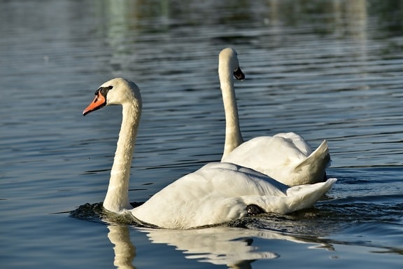 birds, pair, romance, swan, lake, water, wildlife, bird, aquatic bird, waterfowl