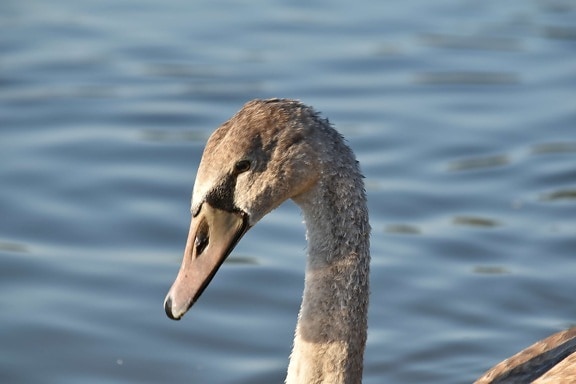 swan, youngster, swimming, wildlife, waterfowl, bird, water, nature, lake, outdoors