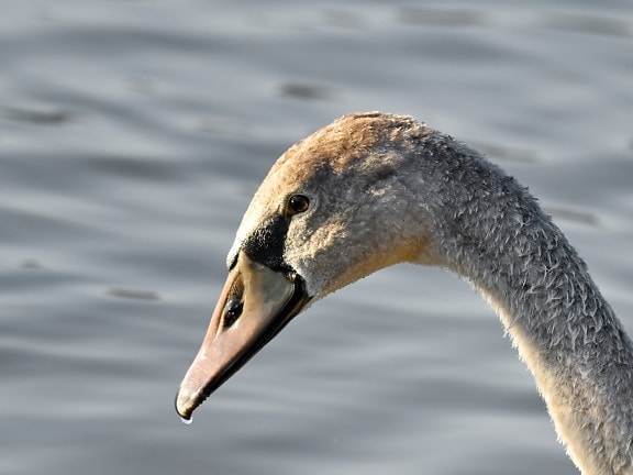 beak, beautiful photo, detail, eye, head, swan, waterdrops, wet, waterfowl, nature