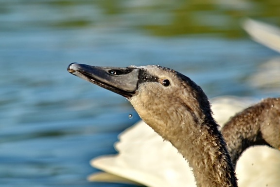 head, movement, swan, waterdrop, wildlife, nature, bird, waterfowl, aquatic bird, animal