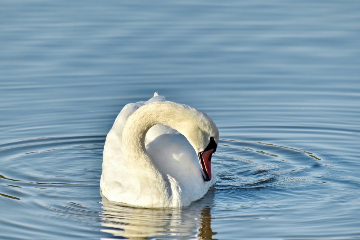 neck, purity, sunshine, swan, waves, animal, aquatic bird, avian, beak, bird