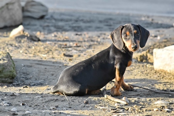 adorável, praia, engraçado, filhote de cachorro, raça pura, sentado, animal de estimação, canino, cão, animal