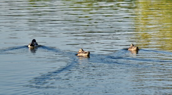 ducks, flock, mallard, swimming, three, wading bird, duck, shorebird, bird, water