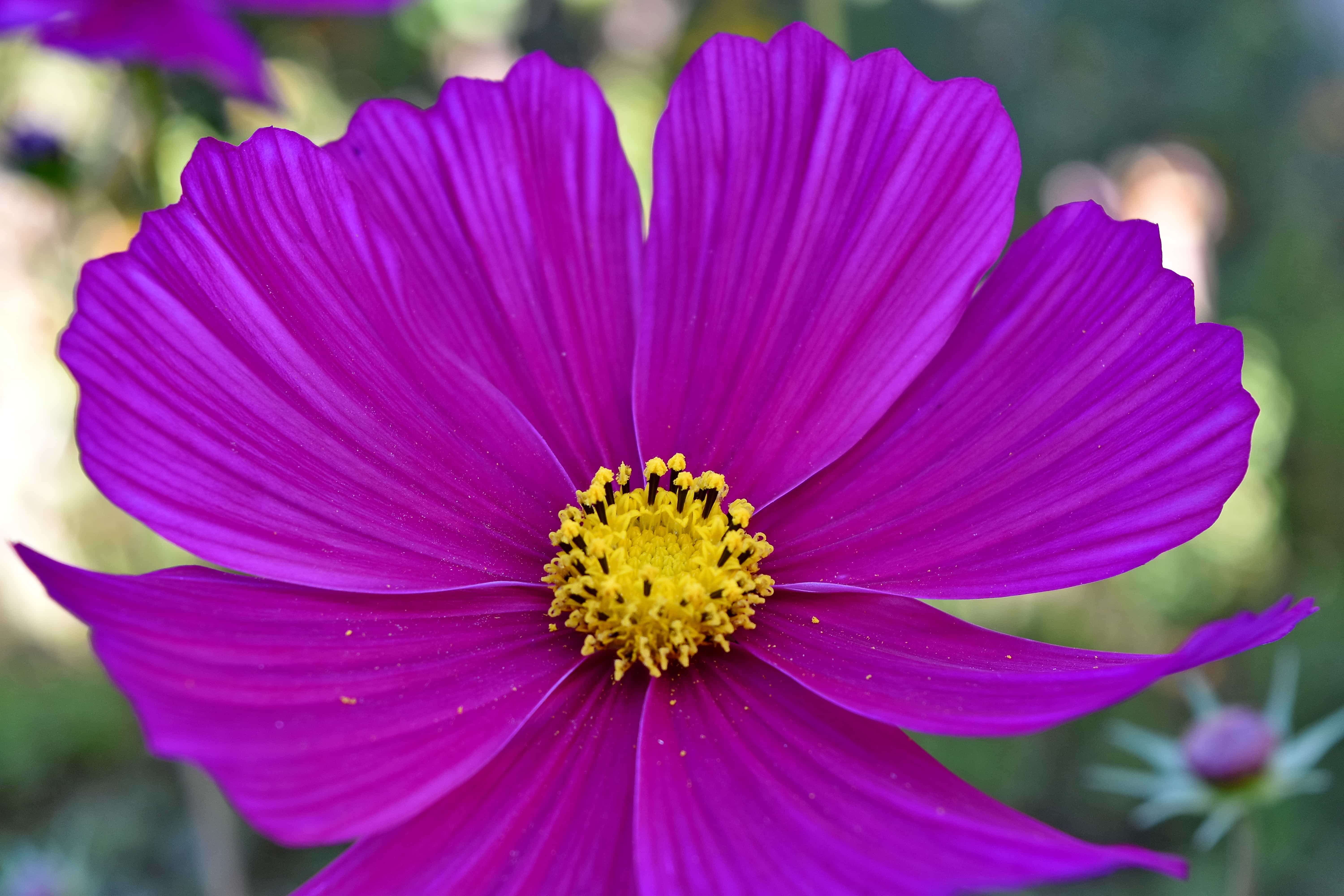 フリー写真画像 美しい花 美しい写真 花びら 夏のシーズン 工場 夏 自然 ピンク 花 フローラ