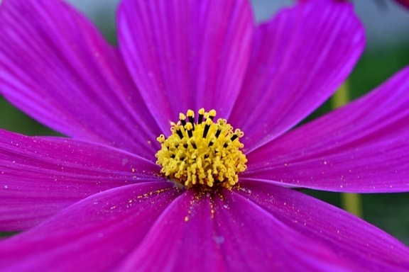 nektar, kelopak bunga, merah muda, serbuk sari, mekar, musim panas, tanaman, kelopak, alam, flora