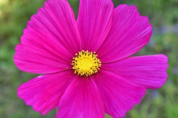 beautiful photo, pinkish, plant, petal, flower, pink, nature, daisy, summer, flora